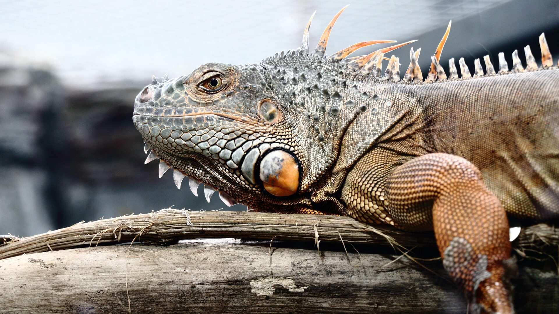 Iguana sitting on branch