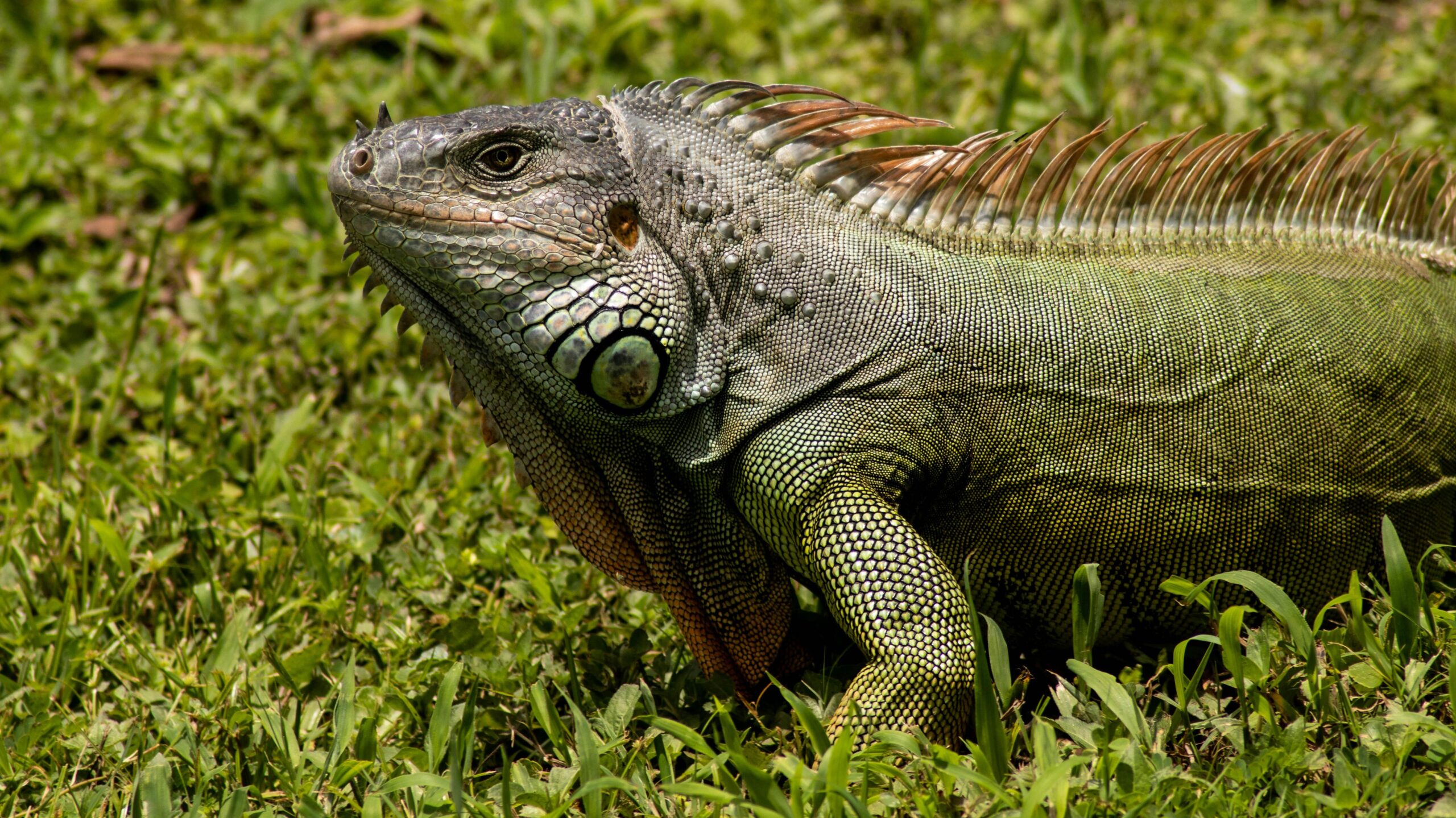A green iguana sitting on the grass view from the side
