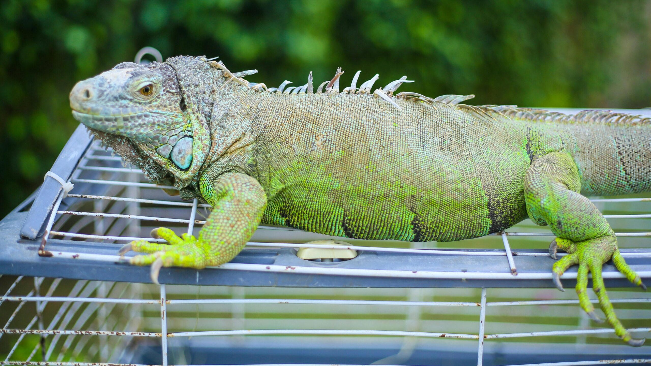 green iguana sitting on top of a cage