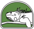 Dont Iguana