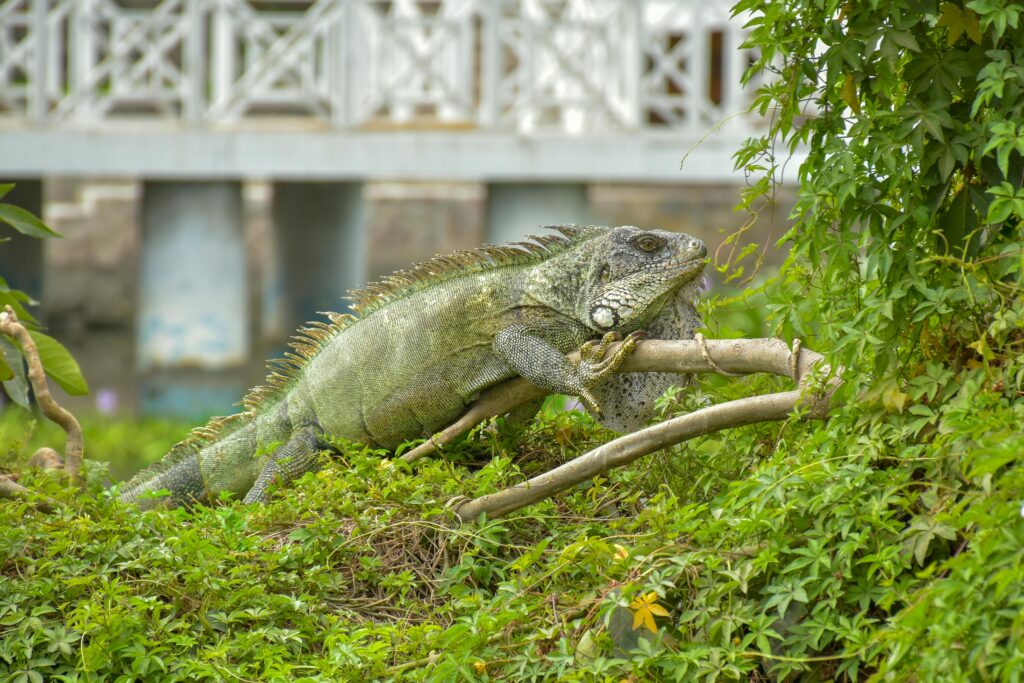 green fat iguana on branch