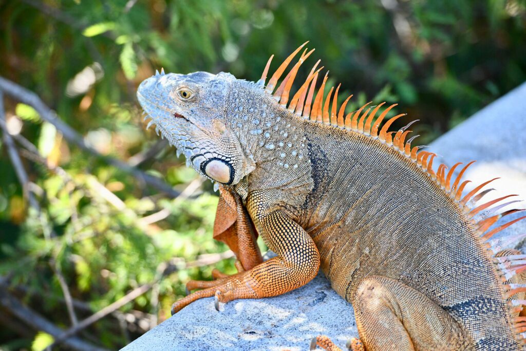 huge iguana on log