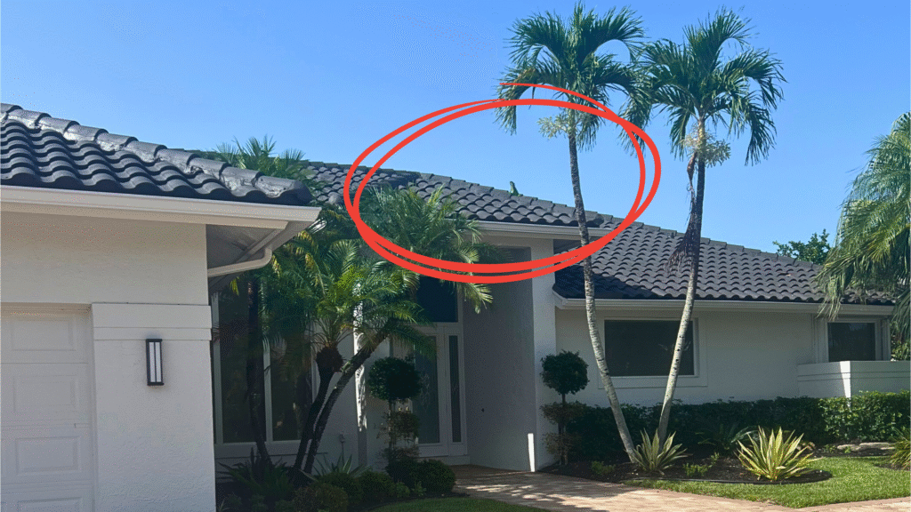 iguana on roof with red circle around it