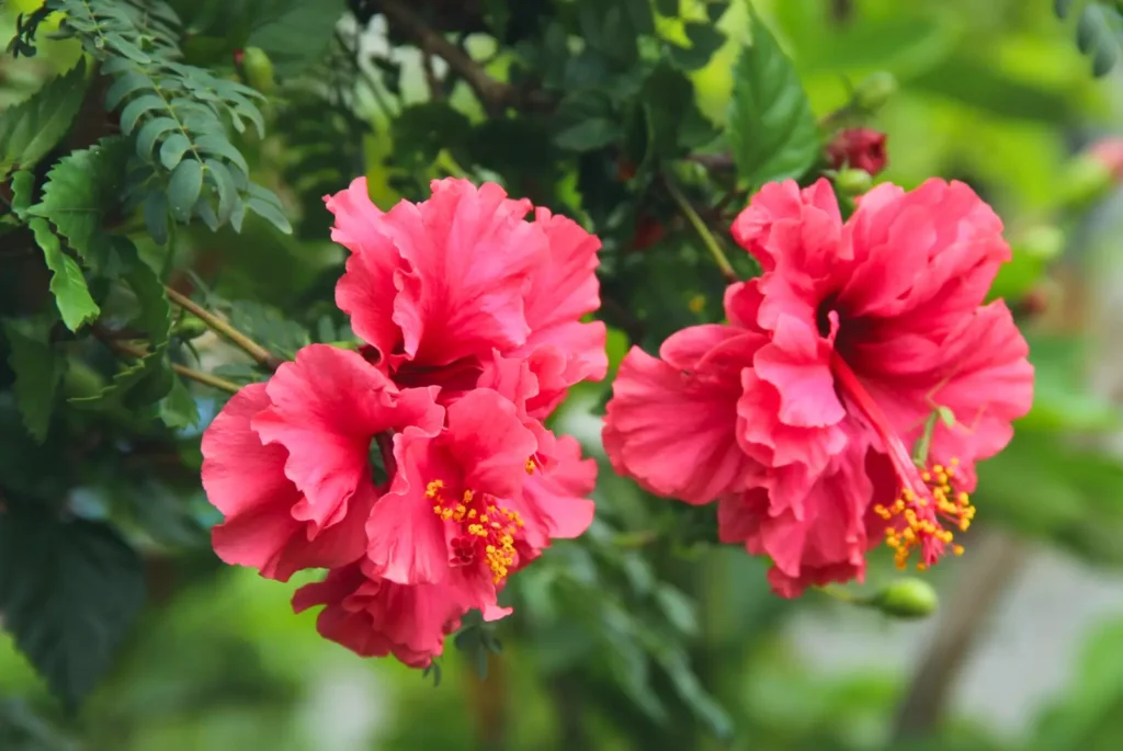Hibiscus flower