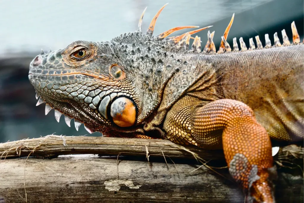 male iguana resting on log