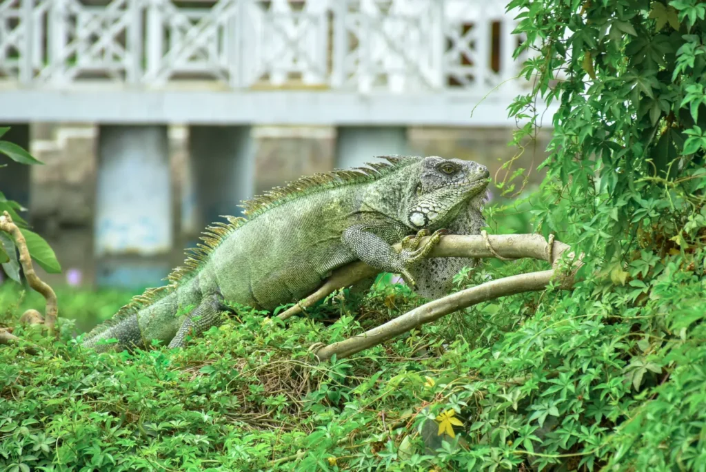 fat iguana on tree branch