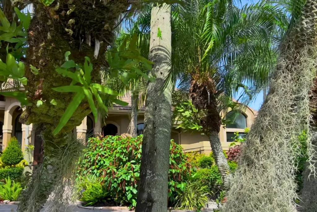 iguana climbing tree