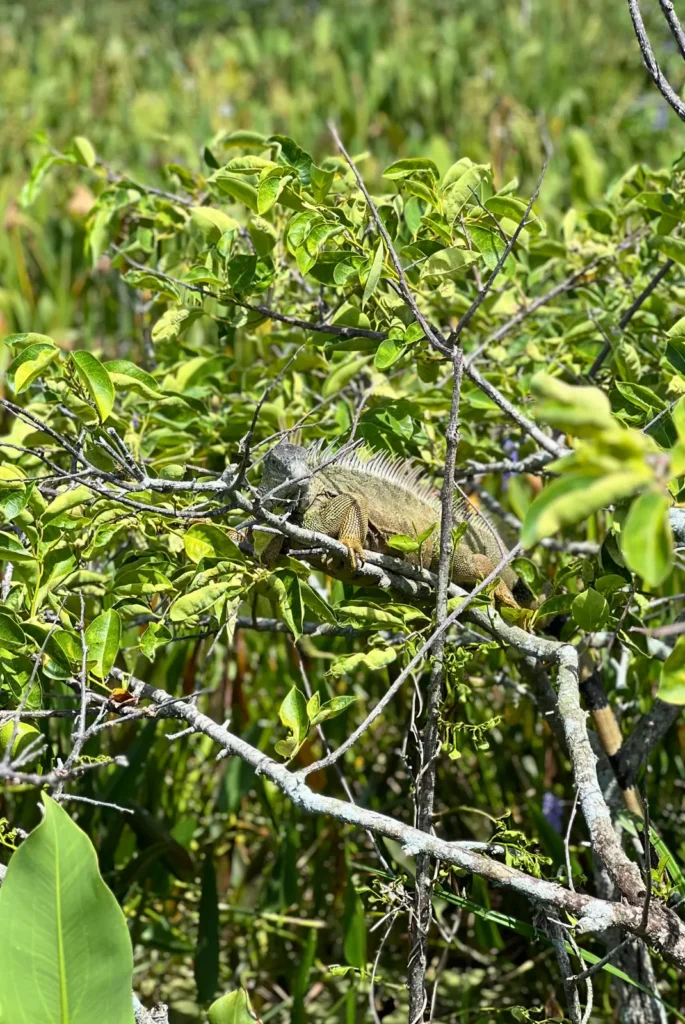 iguana in tree wetlands