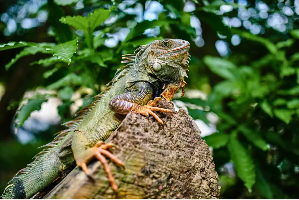 iguana on rock