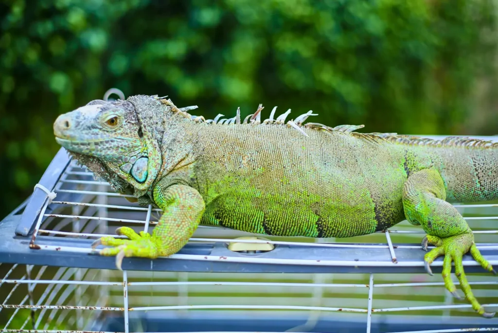 iguana on cage image