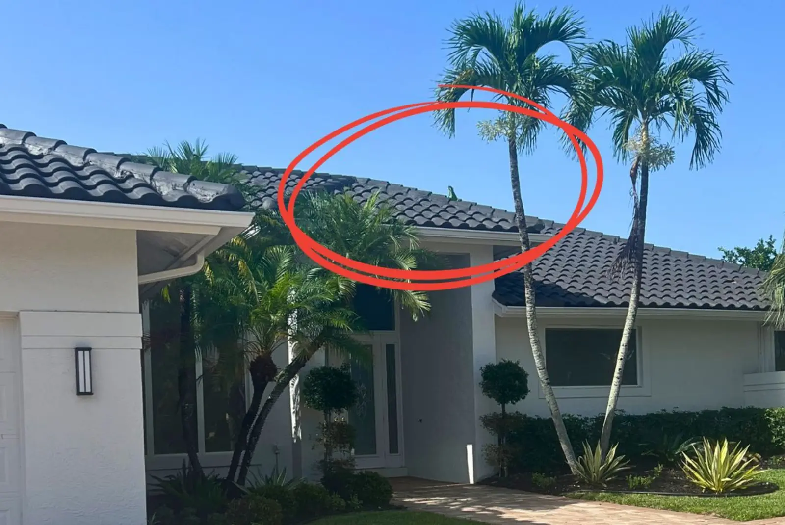 Large green iguana on Florida residential roof, showing why a full iguana control guide is necessary for getting rid of iguanas
