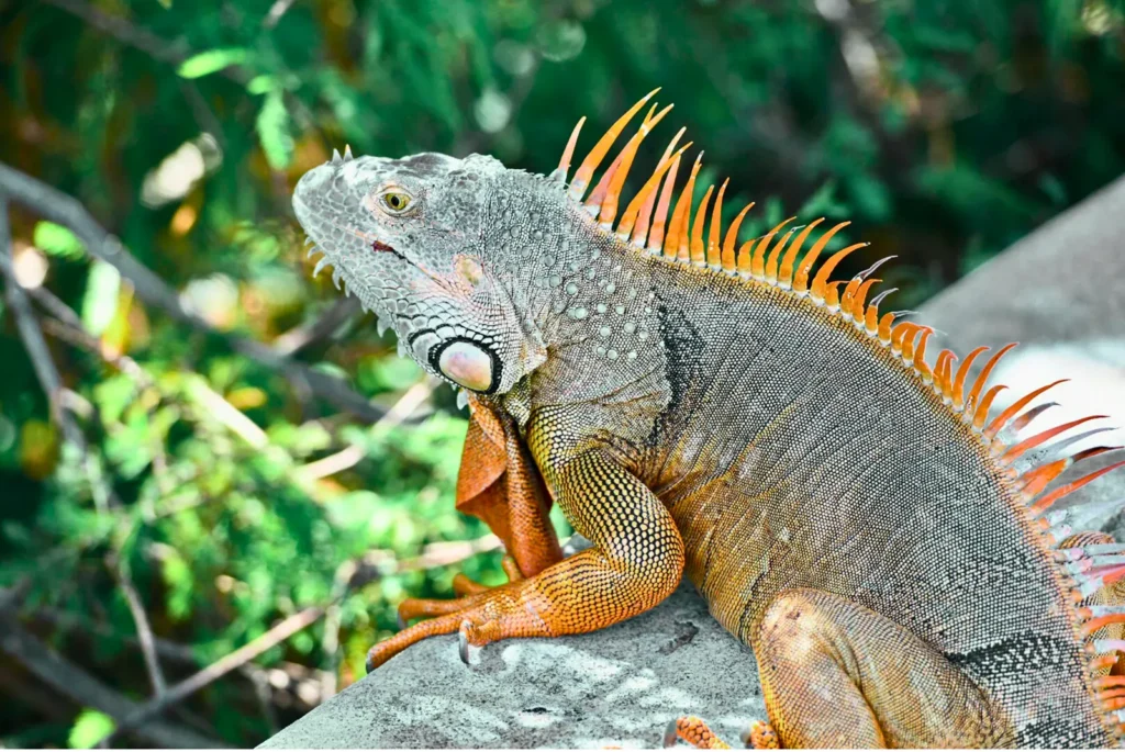 orange large iguana