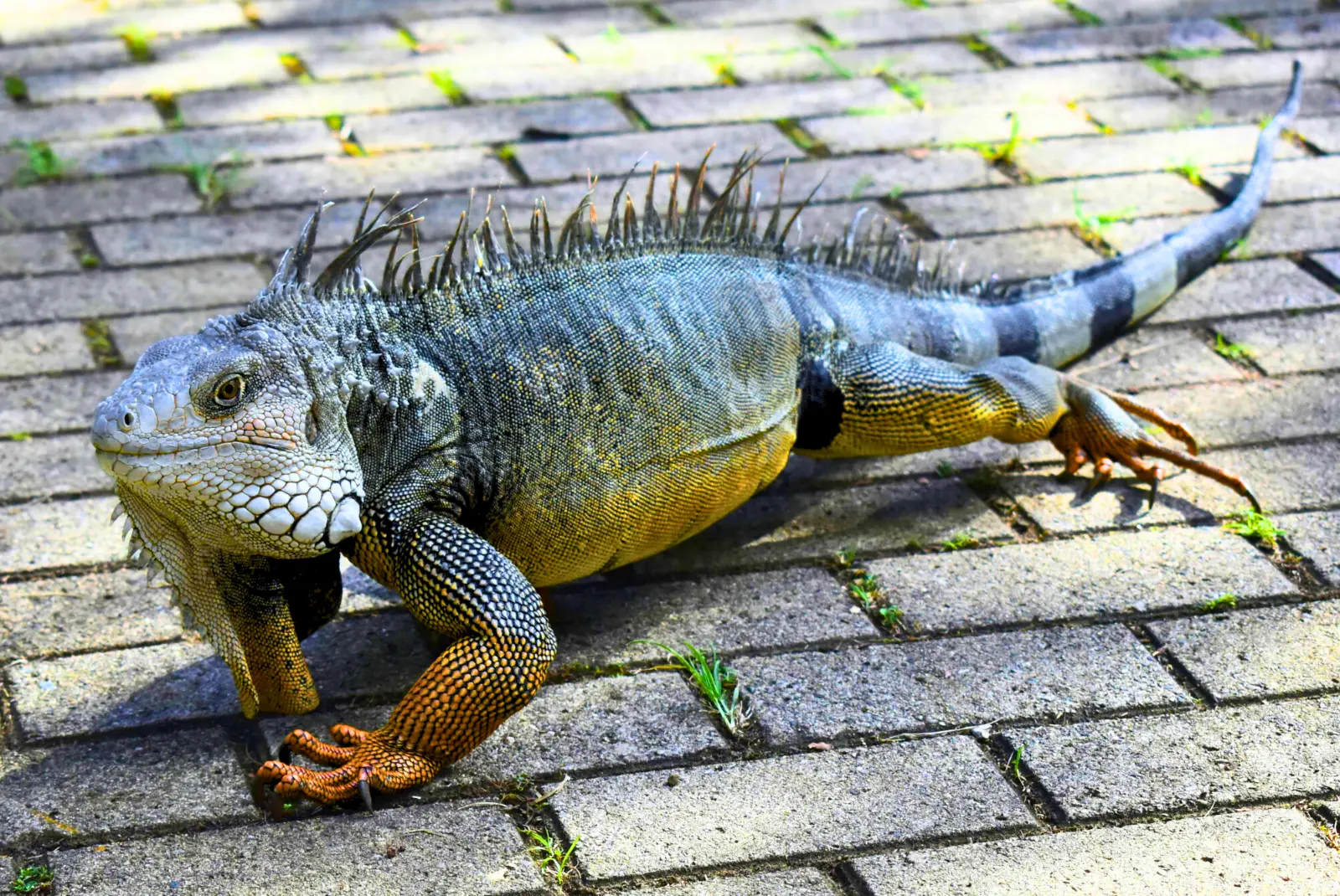iguana walking on pavers
