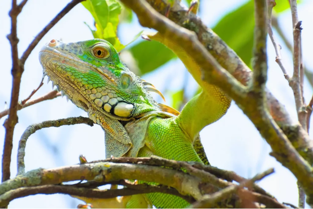 iguana in tree side view