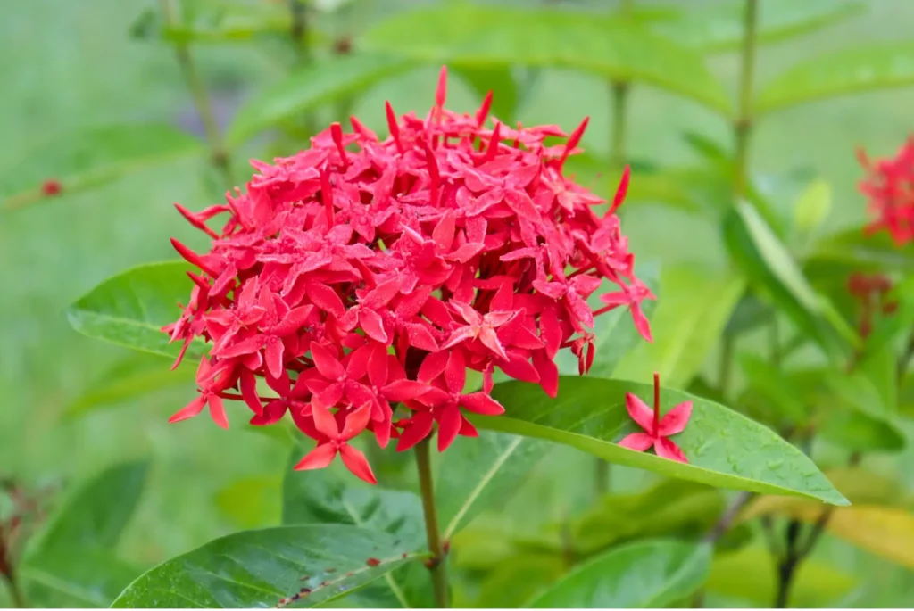 ixora flower
