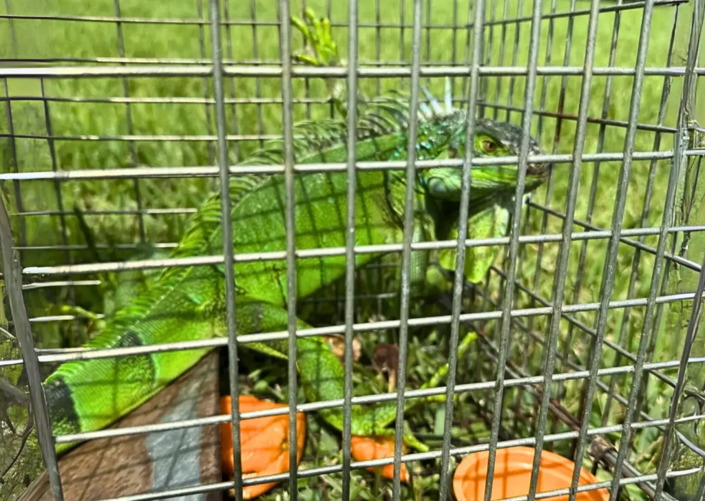 green iguana caught in cage