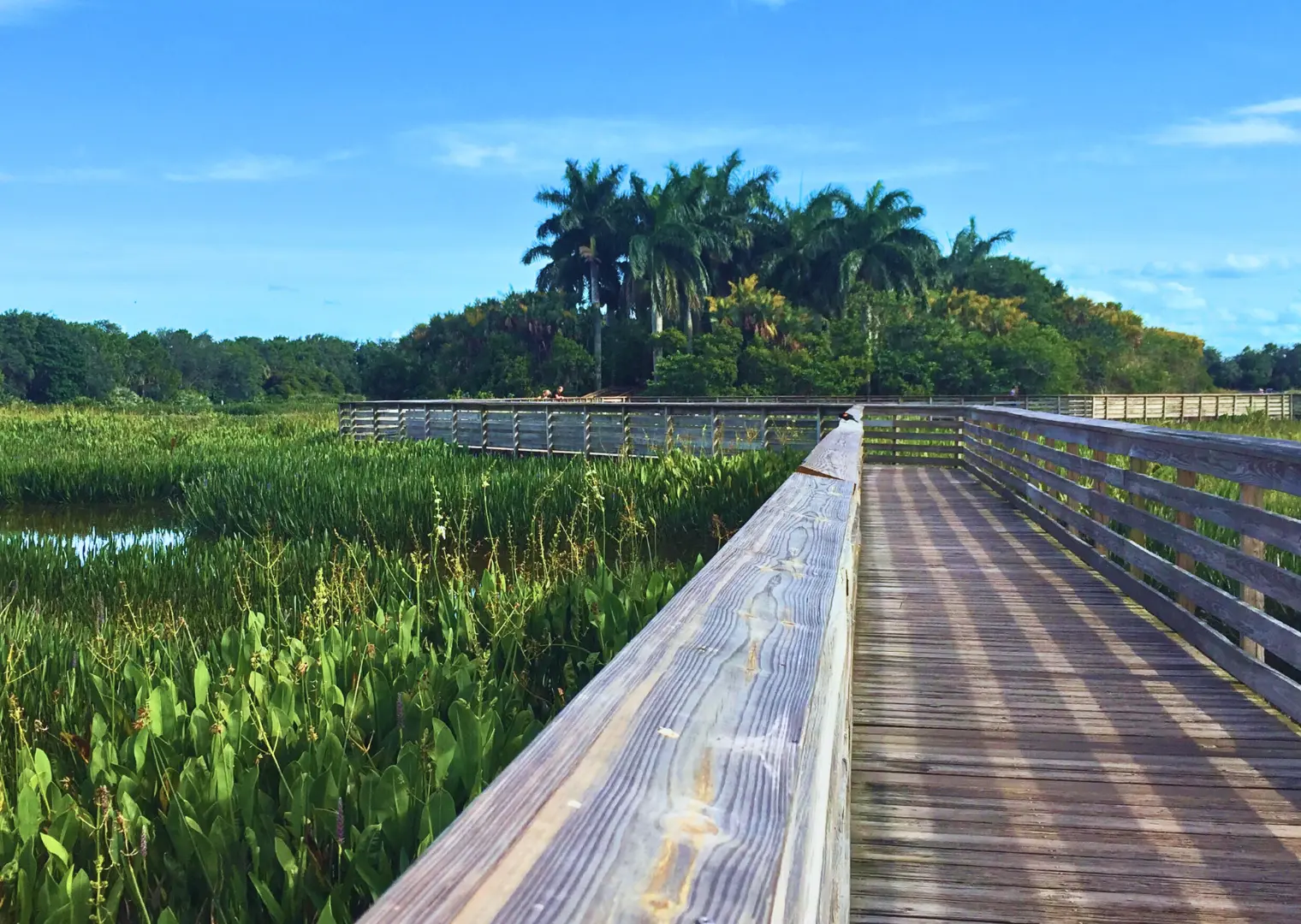Explore Green Cay Wetlands Nature Center in Palm Beach for Wildlife, Boardwalks, and Outdoor Fun