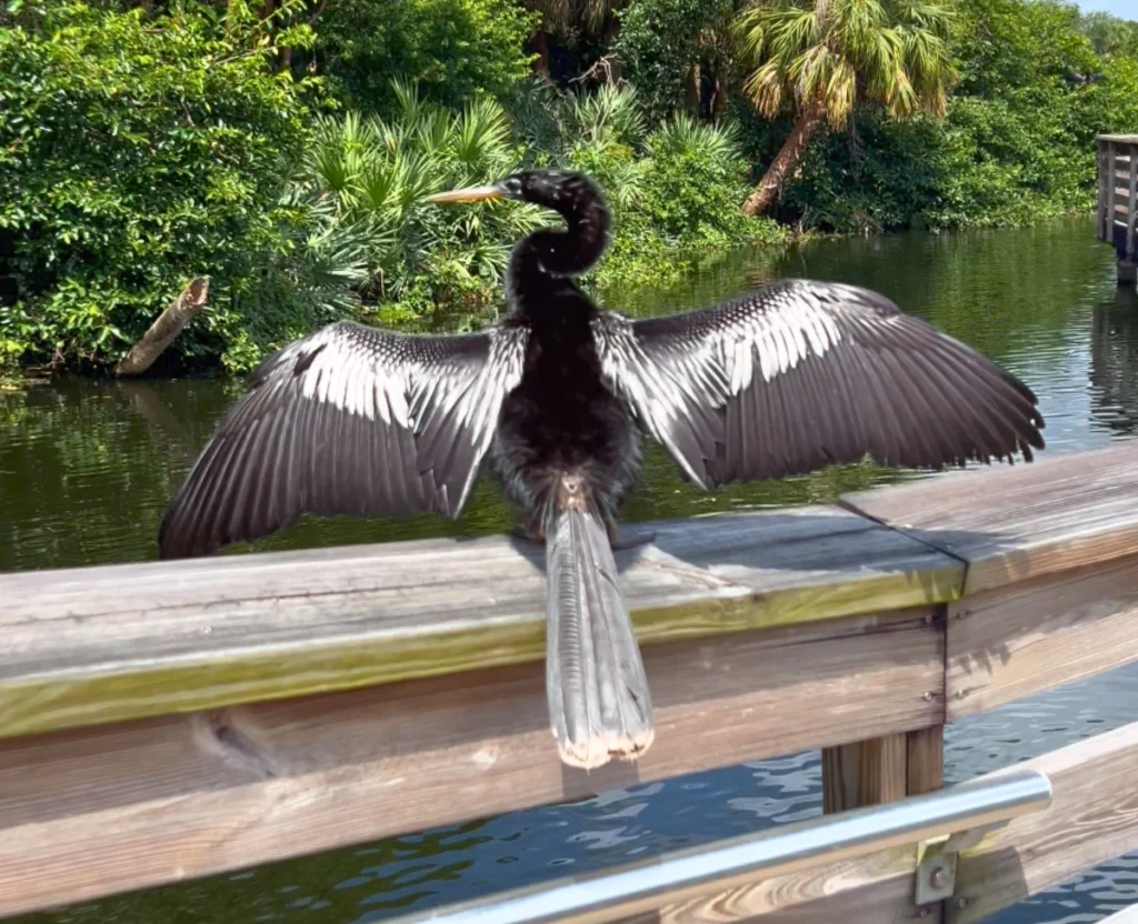 black anhinga with wings spread on boardwalk ledge at Green Cay Wetlands