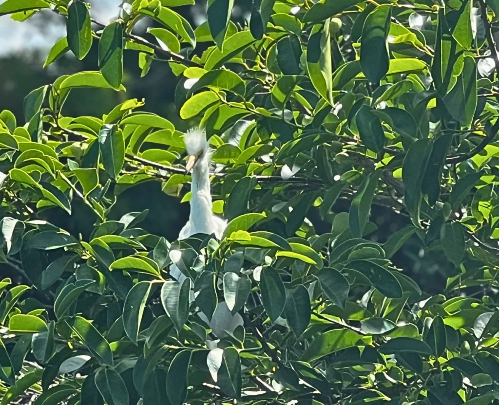 close up of a baby wood stork in tree at Green Cay