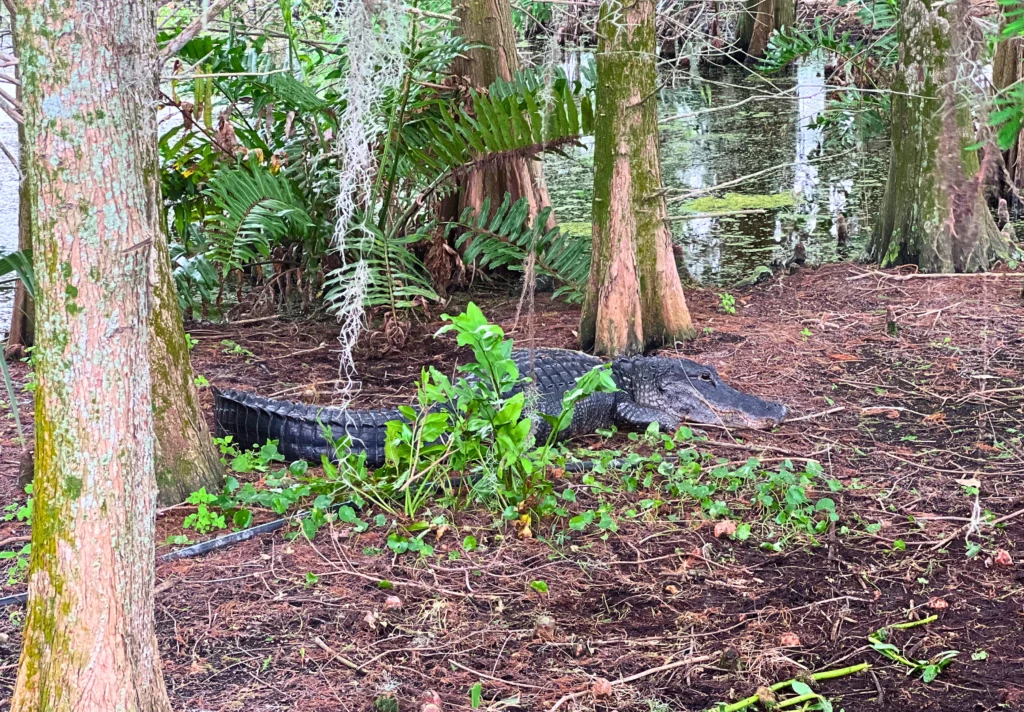 Alligator lounging in wooded area in Green Cay Wetlands in Palm Beach Florida