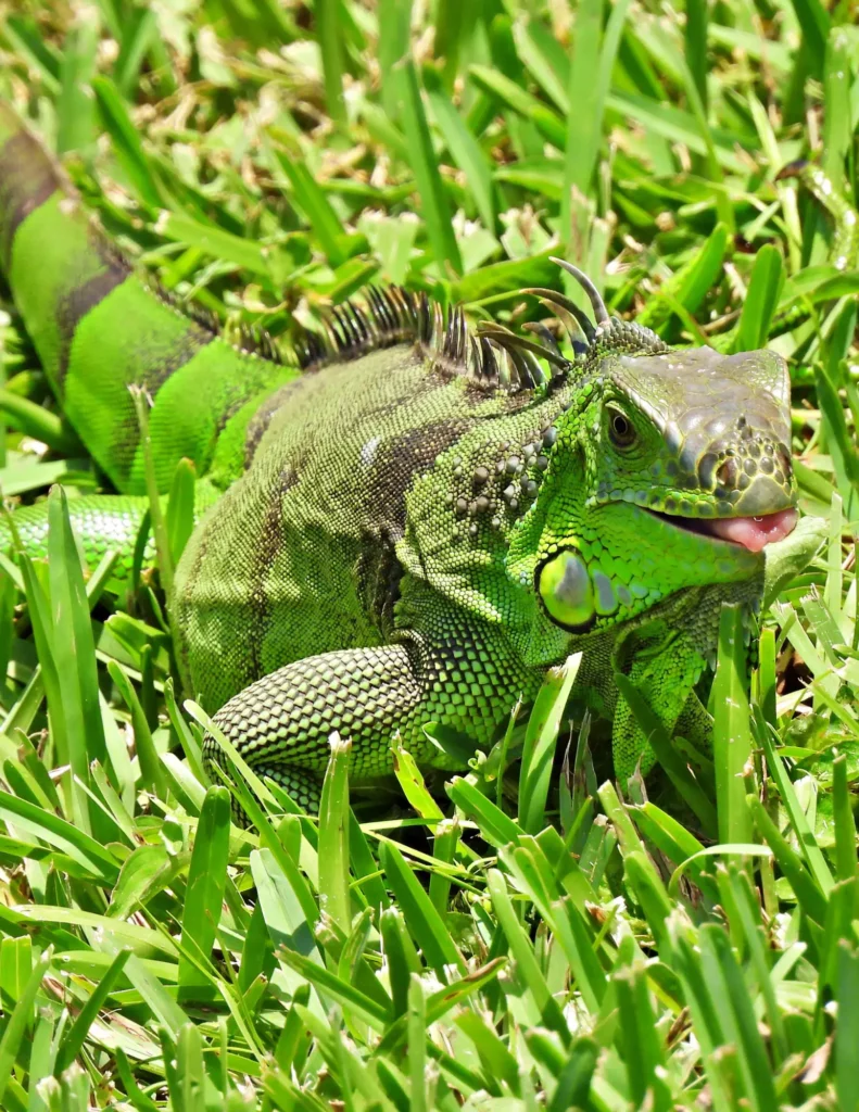 Green iguana on grassy ground.