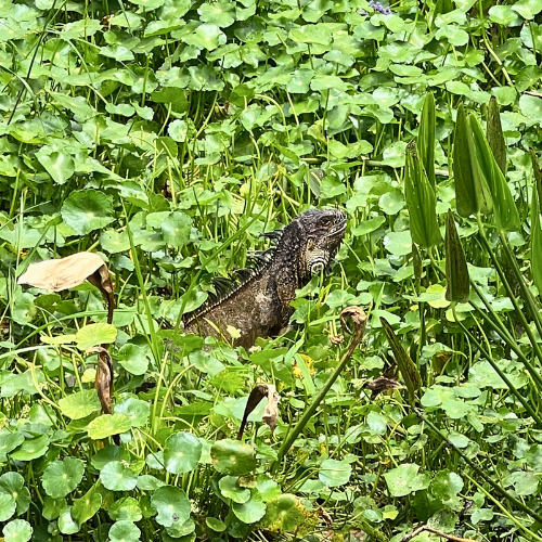 dark green iguana in swampy marsh at Green Cay Wetlands
