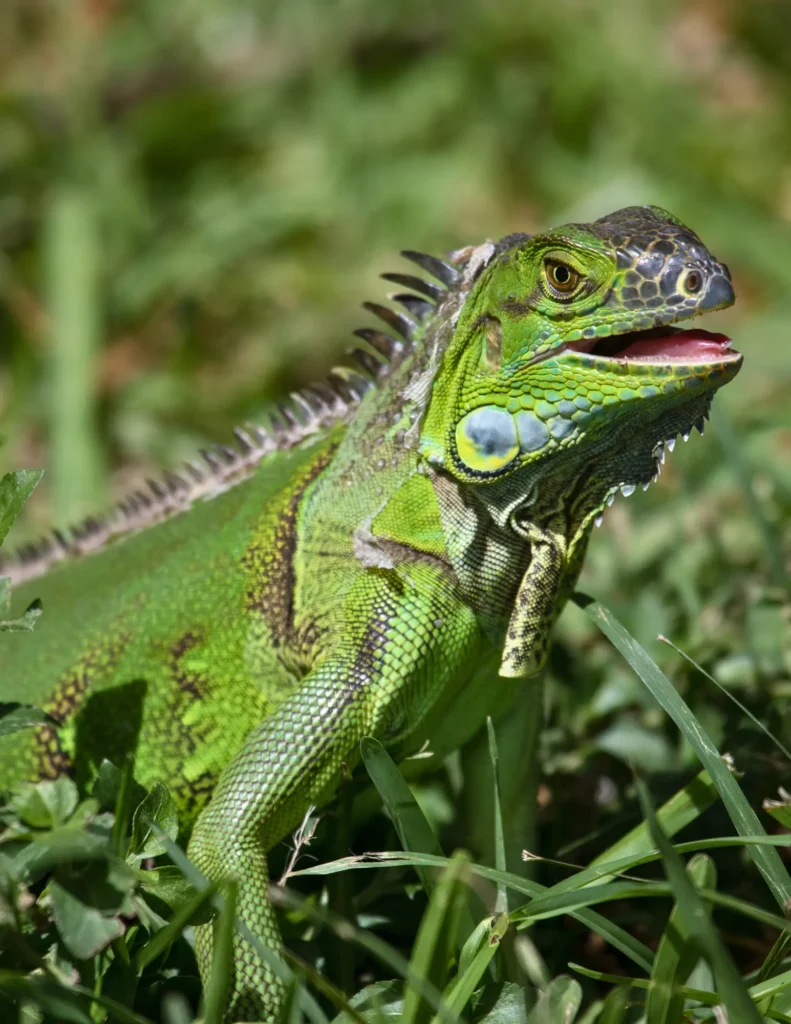 Green iguana in grassy environment