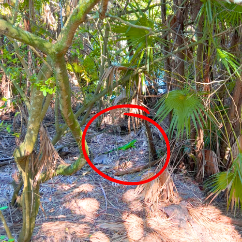 green iguana on wooded grounds in Green Cay Wetlands
