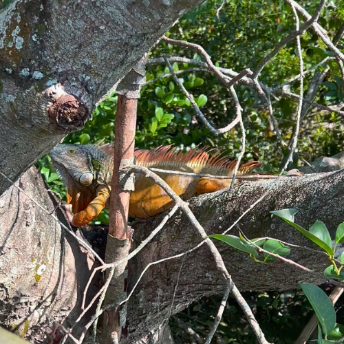 large orange and green iguana hiding in a tree at Green Cay Wetlands