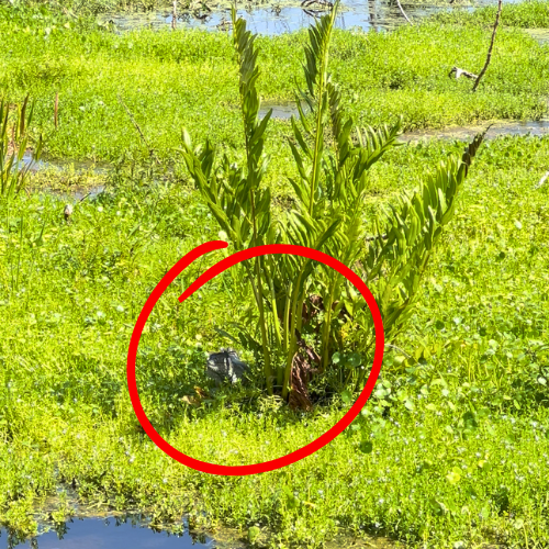 iguana hiding in shade at Green Cay Wetlands