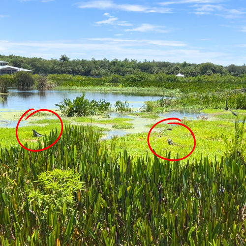 two iguanas in shallow waters with red circles showing where they are