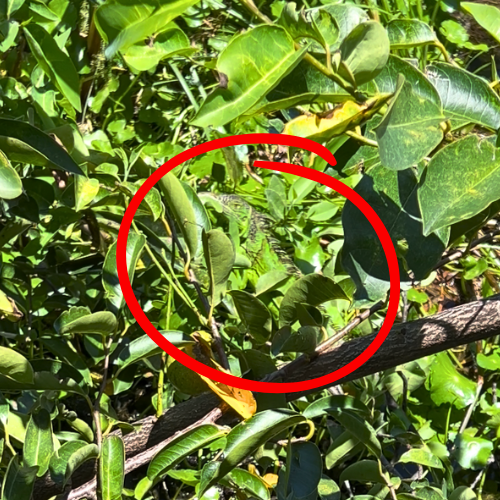 Green iguana in a tree with a red circle to show where at Green Cay Wetlands