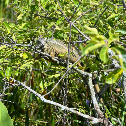 large green iguana in tree with long tail at Green Cay Wetlands