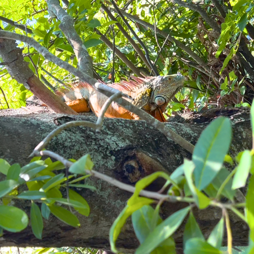 large male green and orange iguana in tree at Green Cay Wetlands