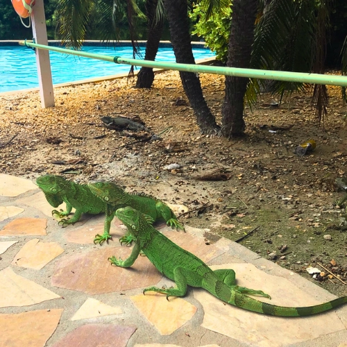 Iguanas on a pool deck prevented from entering