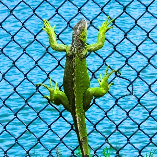 Iguana climbing fence near a pool in Florida