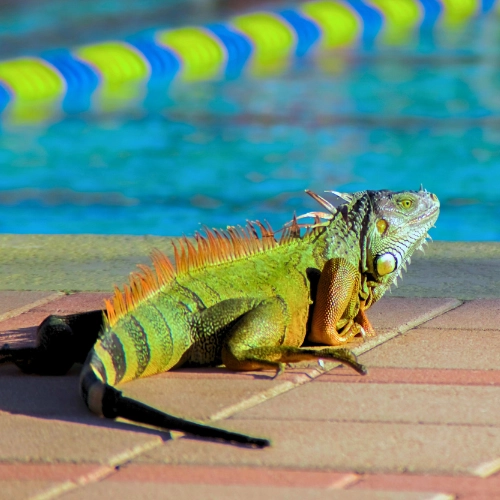 Green iguana on Florida pool deck causing pool iguana problems