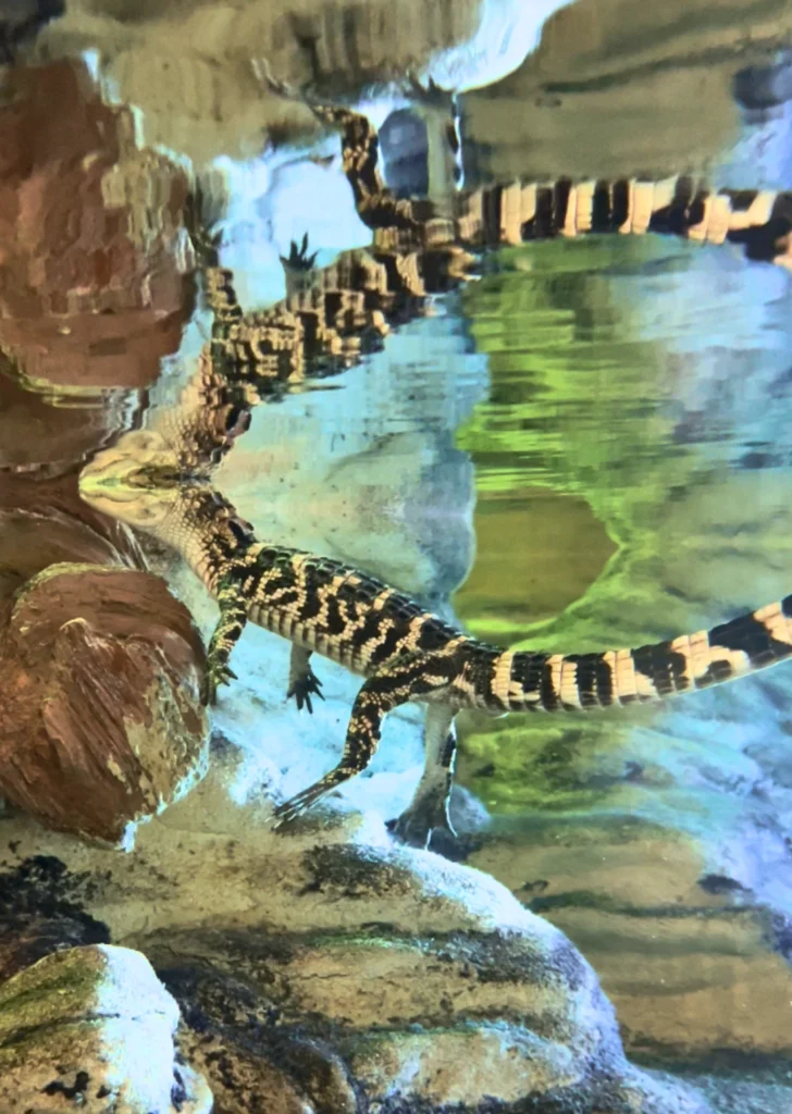 baby alligator floating in tank at Green Cay Wetlands Nature Center Florida