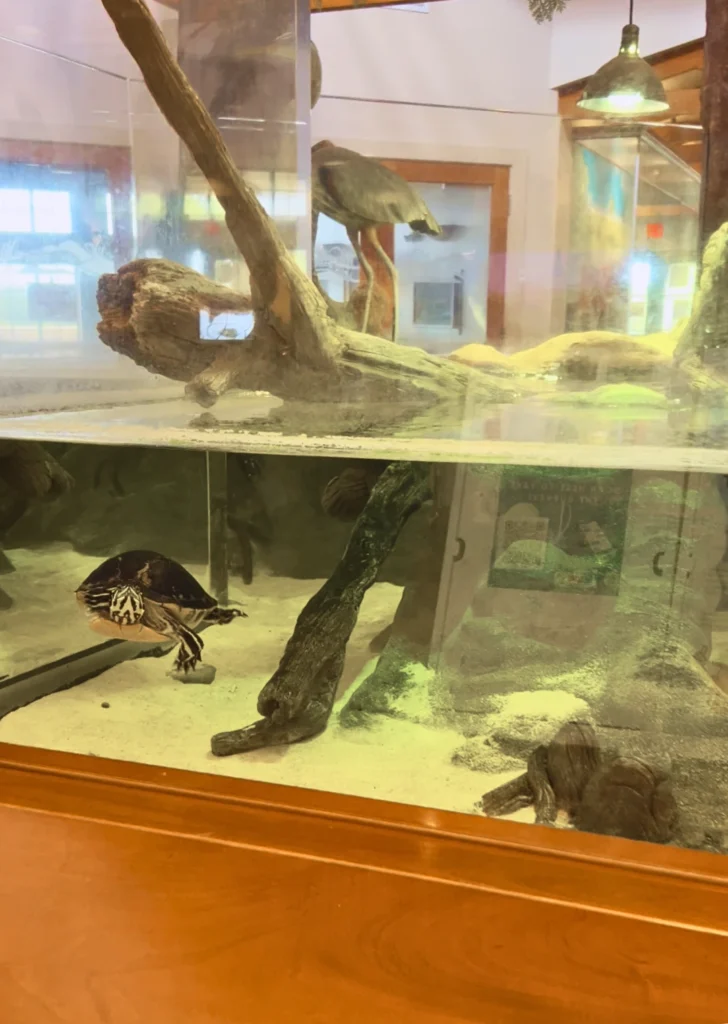 tank of turtles swimming at Green Cay Wetlands Nature Center Florida
