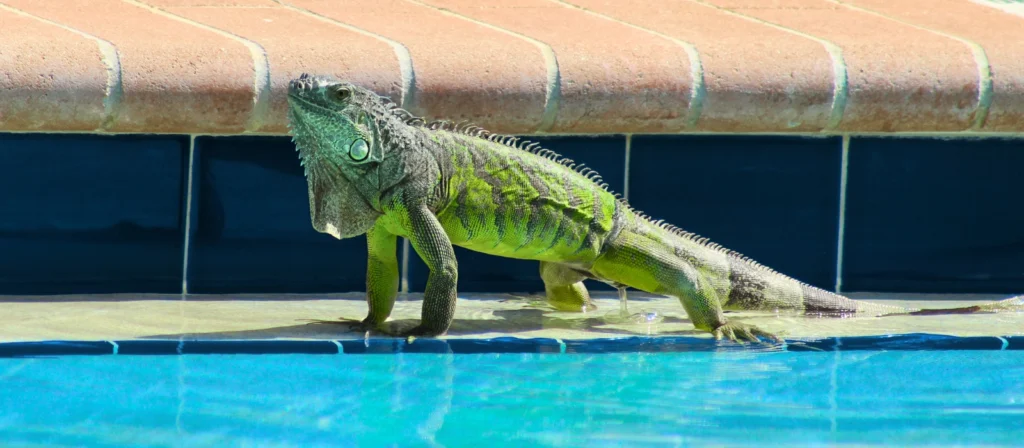Large green iguana in a Florida pool pooping why you need to Get Rid of Iguanas In Your Pool
