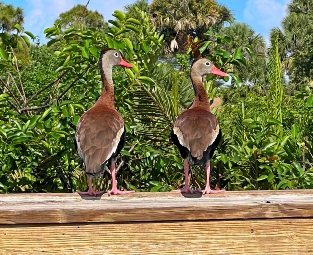 black bellied whistling ducks on boardwalk ledge at Green Cay Wetlands