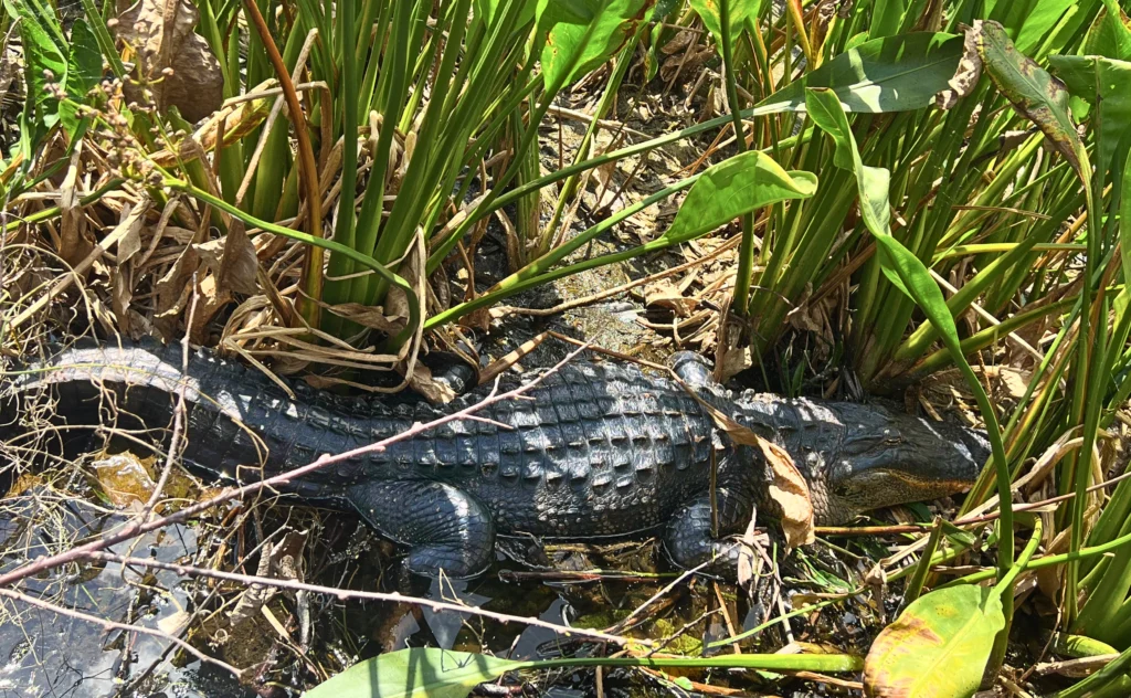 Alligator in swampy marsh view from boardwalk at Green Cay Wetlands Palm Beach Boynton Beach South Florida wildlife