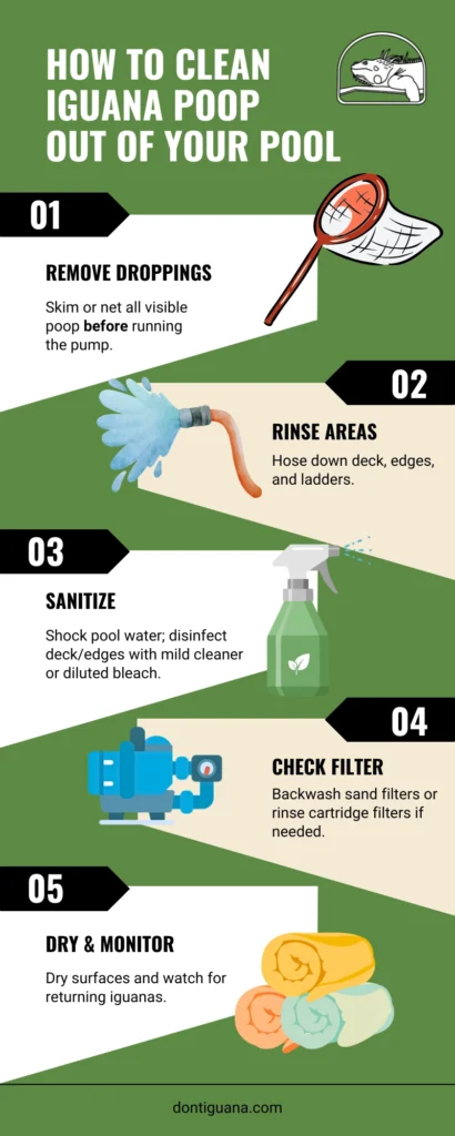 step by step infographic showing how to remove iguana poop from pool safely, remove, rinse and sanitize pool water and surfaces, check the filter, and monitor to keep iguanas from pooping in Florida pools