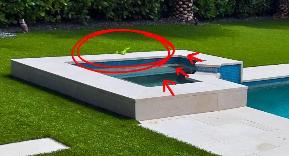 photo of invasive green iguana on ledge of residential pool in Florida