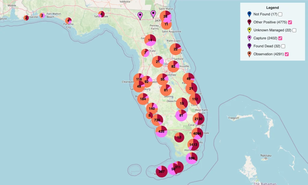 Map of confirmed iguana sightings with zones indicating observations and captures to show how far north do iguanas live in Florida by county.
