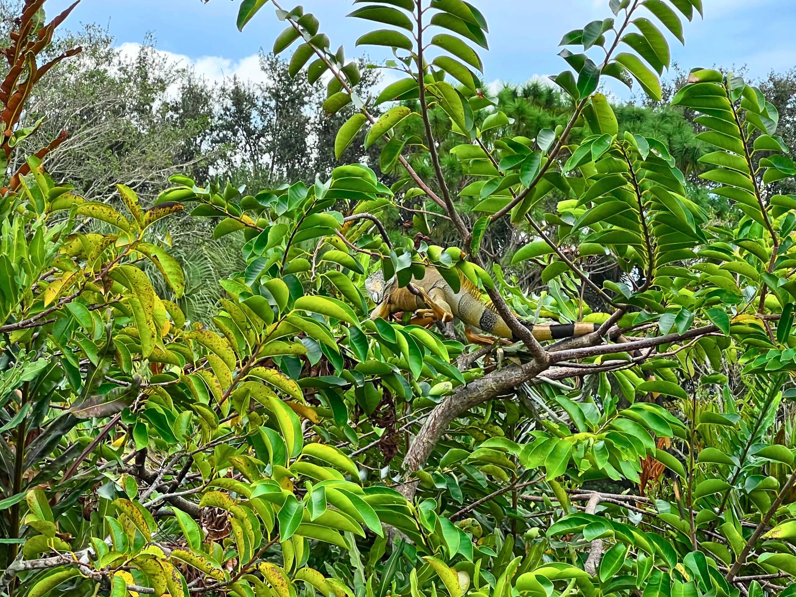 How Far North Do Iguanas Live in Florida? Surprising Counties with Confirmed Sightings