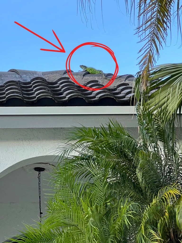 Large invasive green iguana sighting on roof in neighborhood in Hillsborough County Florida
