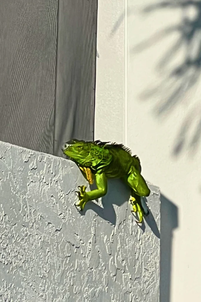 invasive green iguana in on patio deck wall in Florida showing common iguana problem areas