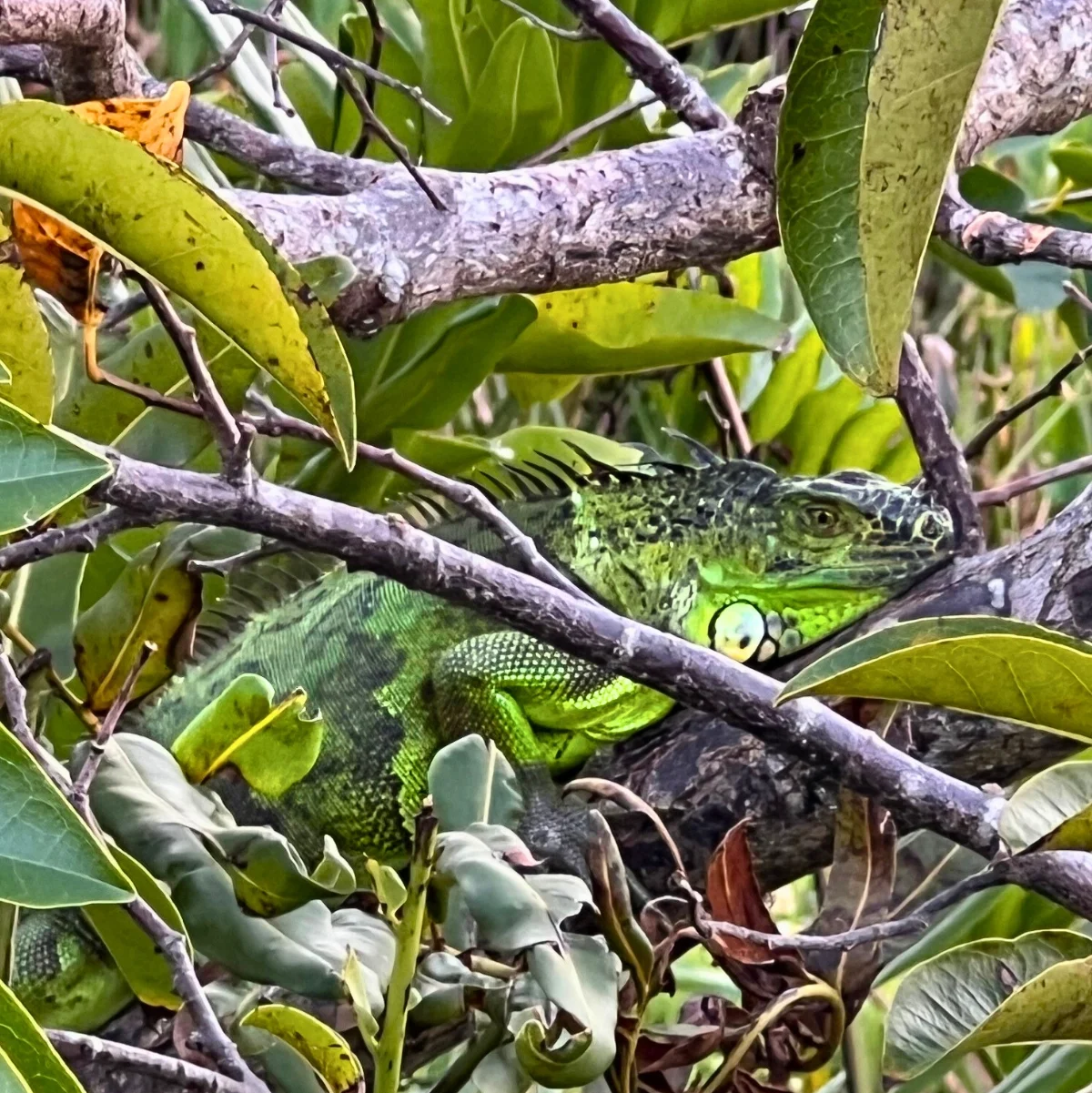 invasive green iguana in residential yard and garden in Florida a common problem area