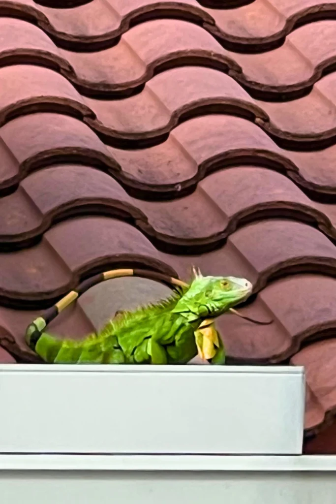 invasive green iguana in gutter on roof of home in Florida